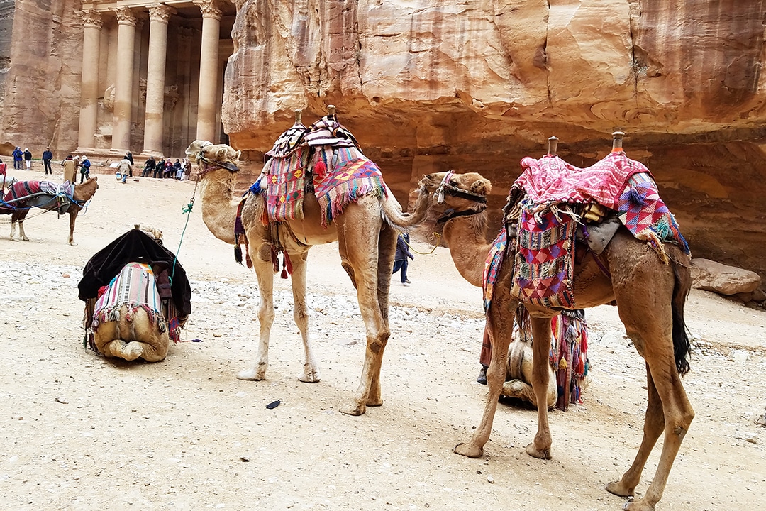 Experience Jordan – Adventure Trips for Women. Pictured: Camels at Petra