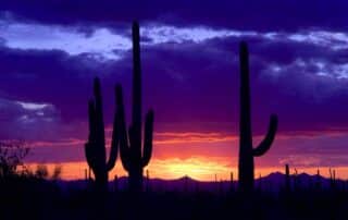 Saguaro Cactus Silhouette at Sunset - Phoenix trips for women