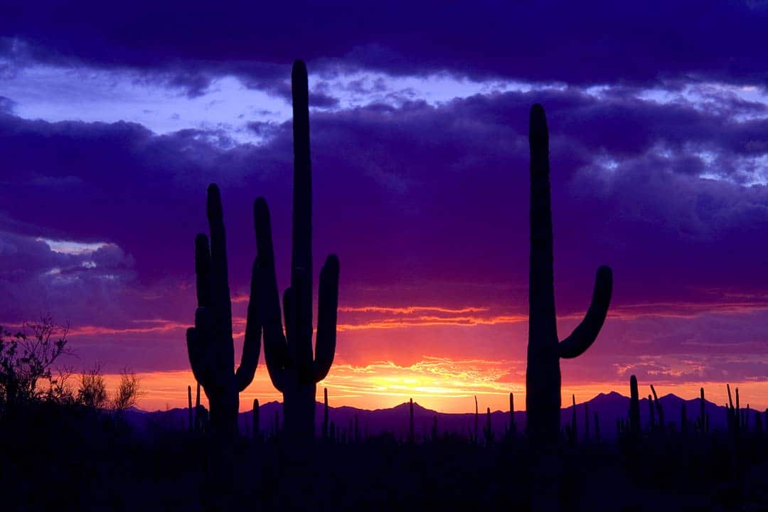 Phoenix: Off the Beaten Path – Adventure Travel Tour for Women. Pictured: Saguaro cactus during a purple sunset
