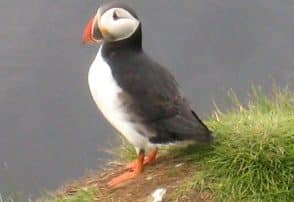 See the odd looking and beautiful Puffins of Iceland - Women-only Adventures with Canyon Calling