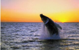 Enjoy a whale-watching trip in Eyjafjörður Bay with Canyon Calling small group tours to Iceland