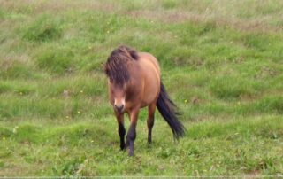 Icelandic horse showed up for a photo op! What a treat!