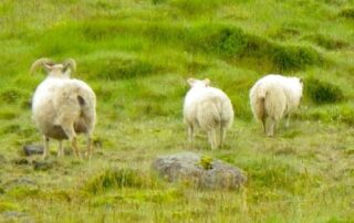 Enjoy wildlife sightings on your next getaway with Canyon Calling Tours for women