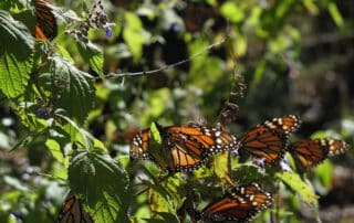 Beautiful monarch butterflies on the Yucatan Peninsula, Mexico - Womens Travel Adventure Tours
