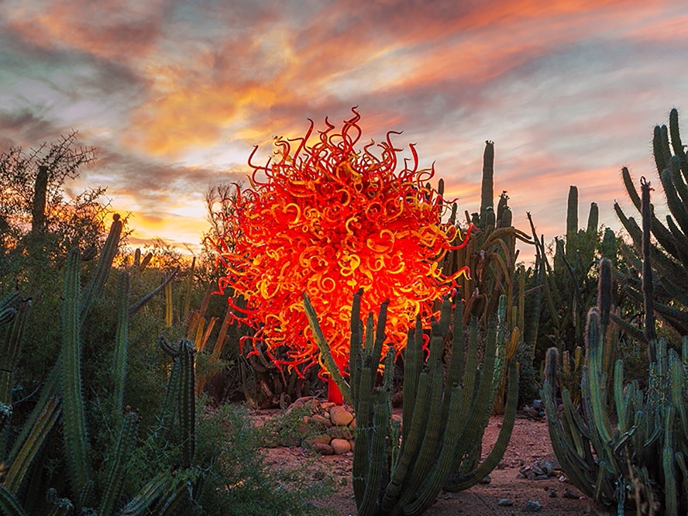 Discover the award-winning Desert Botanical Garden in Phoenix, AZ with fellow women travelers and Canyon Calling Adventure Tours