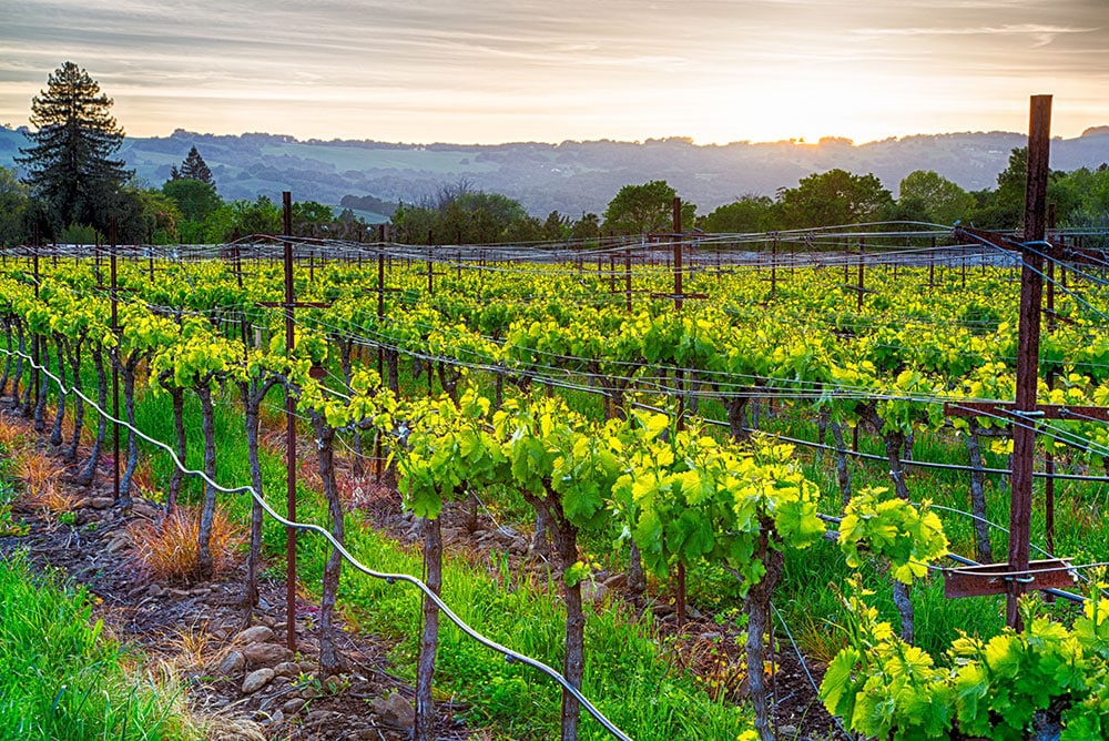 Visit the many vineyards of Napa on your next vacation to CA with Canyon Calling