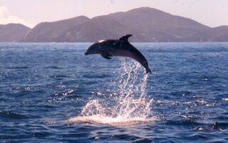 Dolphin leaping out of water in the Bay of Islands, New Zealand