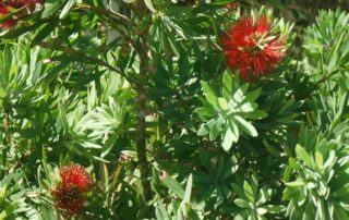 Discover the unique plant life of New Zealand on Canyon Calling Adventure Tour for women