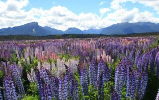 Field of lupins in New Zealand