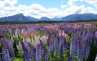 Field of lupins in New Zealand