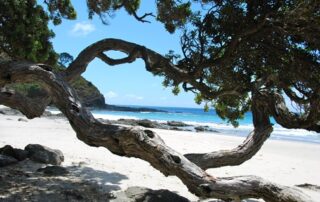 View of turquoise sea and gold sand beach through winding tree trunk in New Zealand