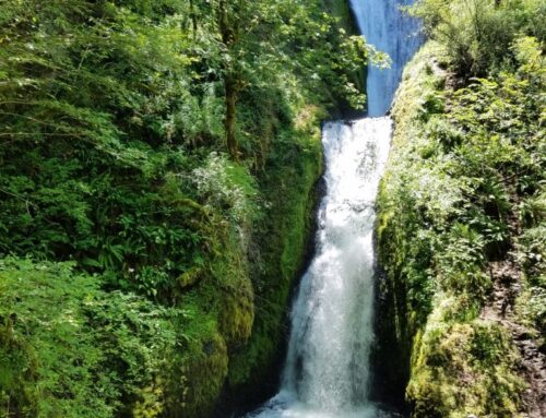 A Taste of Oregon