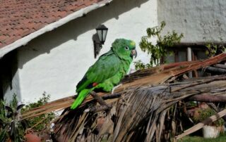 Discover the wildlife of the Peruvian Andes with fellow women travelers