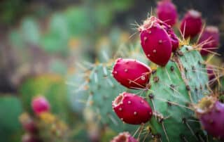 Prickly Pear Cactus - Arizona trips for women only