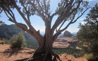 Scenic view of red rock summits through the branches of a desert tree - Arizona trips for women-only