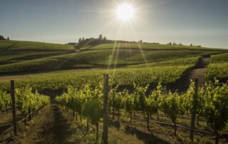 Visit Cherry Hill Winery in Willamette Valley, Oregon with Canyon Calling Adventure Tours