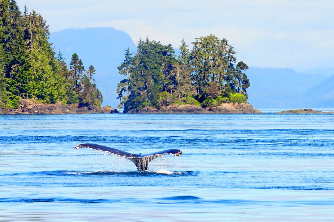 Women Only Travel Advenrure Tours to British Columbia! Photo: Whale watching