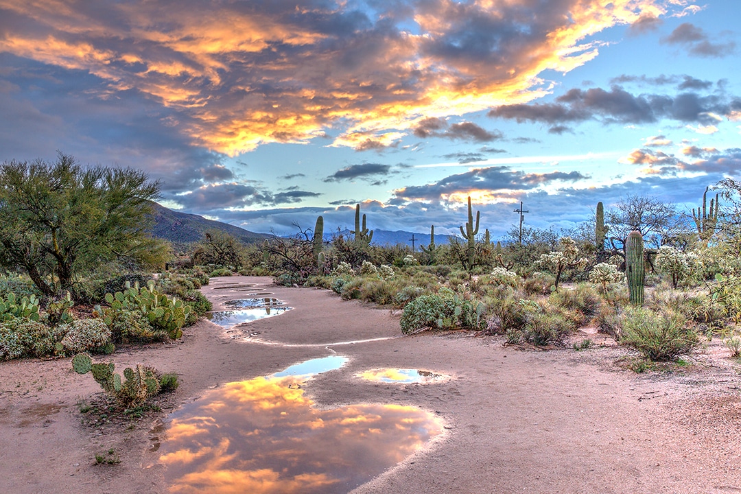 Tucson Treasures Adventure Travel Tours for Women. Pictured: Soft pastels at sunrise with cactus and puddles