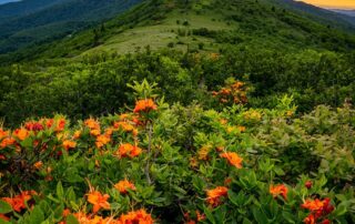 Women's Travel Adventure Tours to Asheville, NC