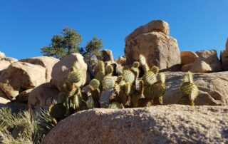 Small cacti in Palm Spring - Southern California tours for women only