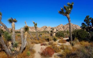 Scenic view of desert rock formations and Joshua trees in Palm Springs, CA