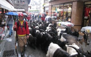 Herd of Swiss wild goats in the middle of city street - Switzerland getaways for women
