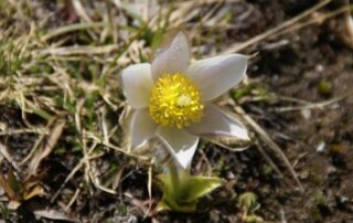 Small white flower - Woman Travel Adventure Getaways to the Swiss Alps