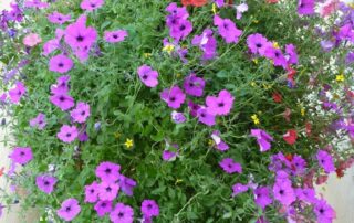 Vibrant tuft of purple flowers in the Swiss Alps - Switzerland vacations for women