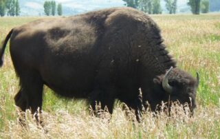 Massive bison grazing in Yellowstone