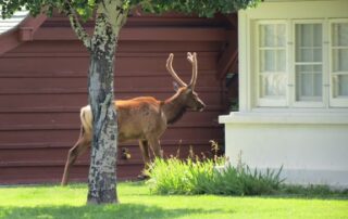 Young elk perusing the neighborhood in Yellowstone