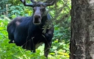 Moose showed up for a photo op in the Tetons! What a treat!