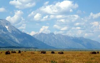 Bison grazing - Canyon Calling small group tours to Yellowstone and the Tetons