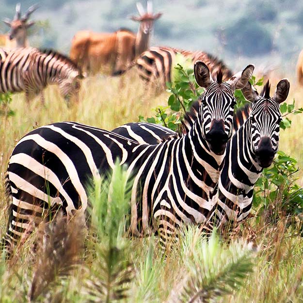 See our women only trips and all-inclusive tours to Africa and Asia