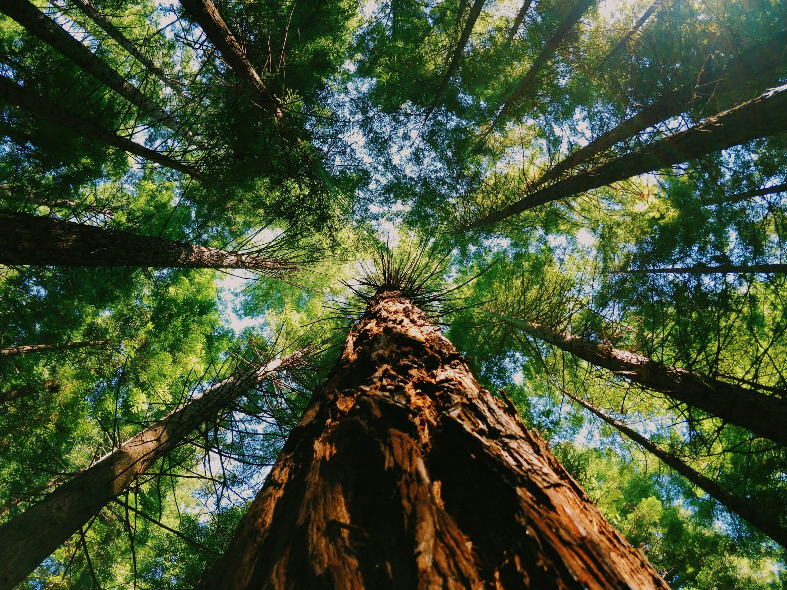 Gazing up while hiking the Redwoods