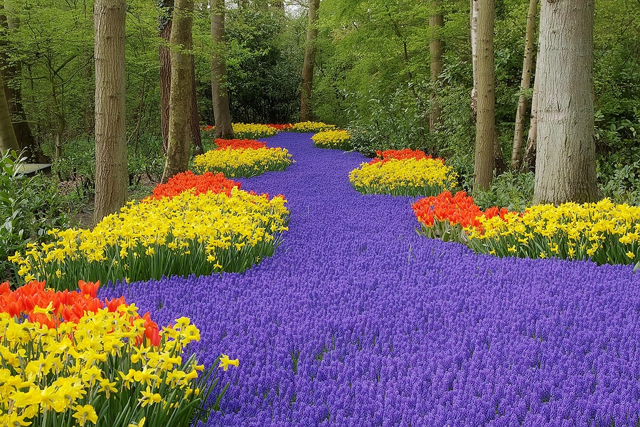 Flower bed, Keukenhof, the Netherlands