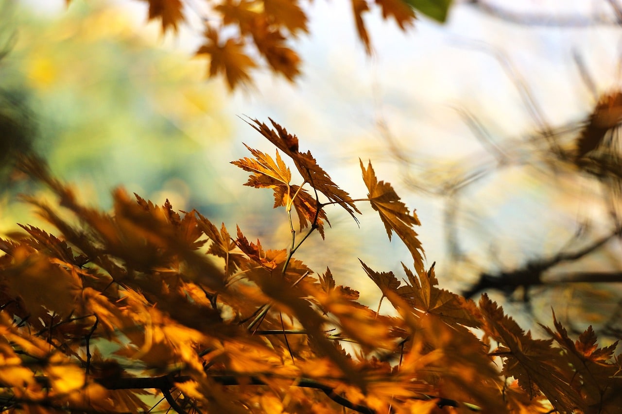 Cascading leaves in Minnesota in the fall.