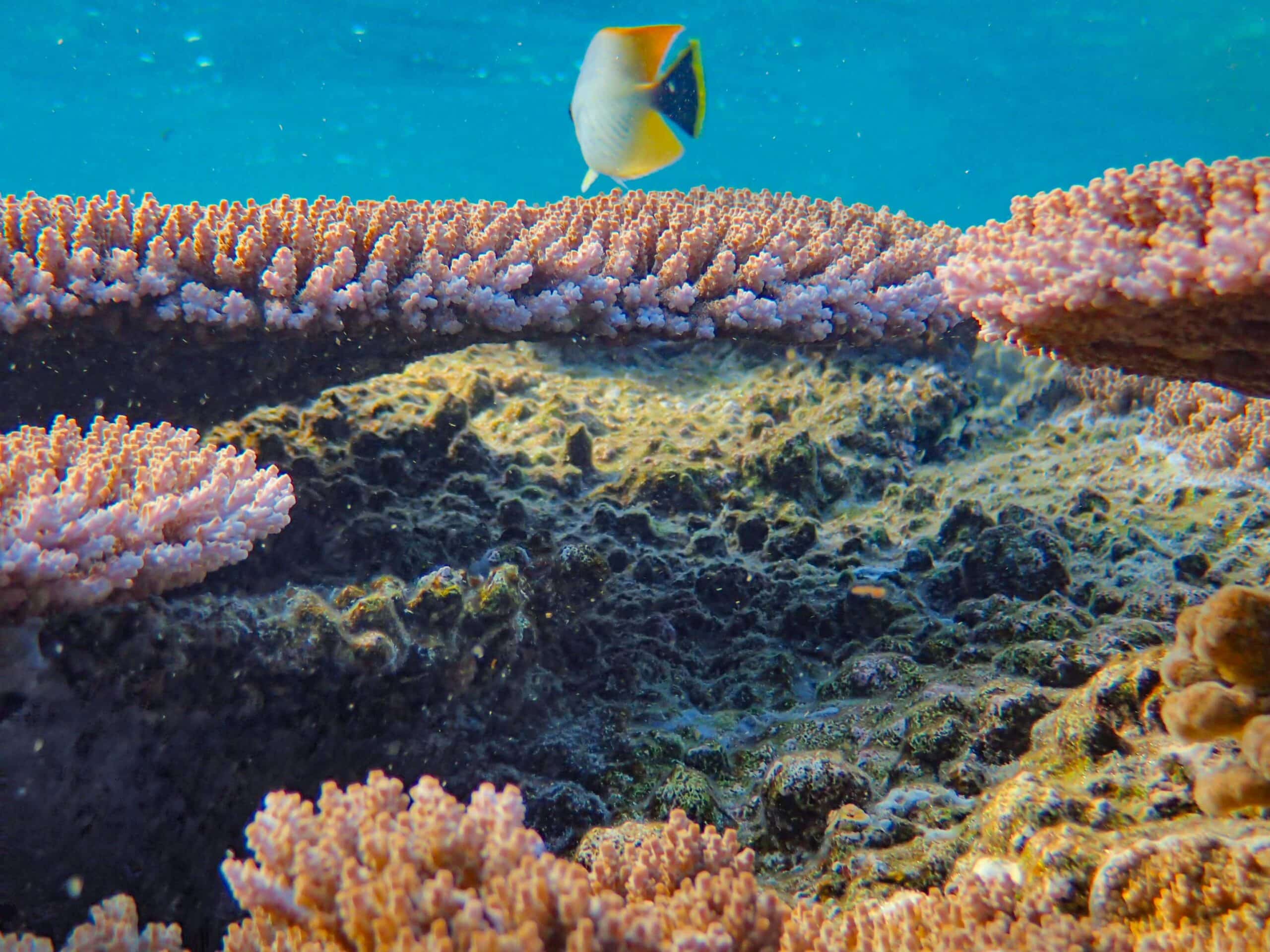 Discover colorful underwater wildlife in Belize